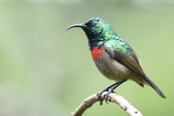 Sunbird Selector